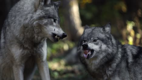 Lobo-De-Madera-Lucha-Contra-Otro-Lobo-Super-Slomo-Chasqueando-Y-Mordiendo-Miedo