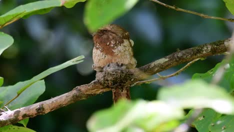 the javan frogmouth or horsfield's frogmouth is found in thailand and other asian countries