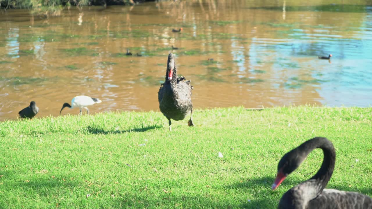화창한 날 갈색 호수에서 백조가 빠져나와 프레임을 벗어납니다.