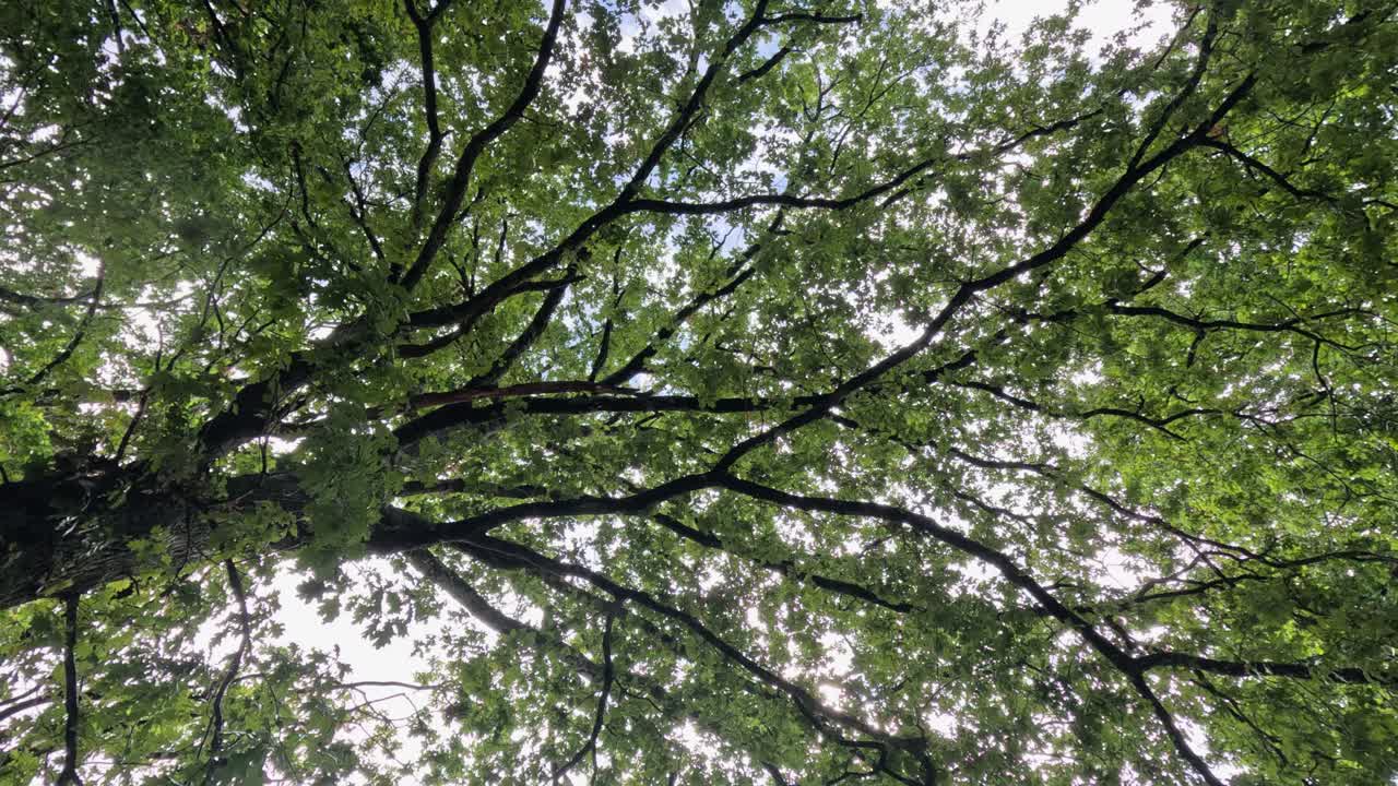 Nature background: Looking up into green leaf canopy of tall oak tree