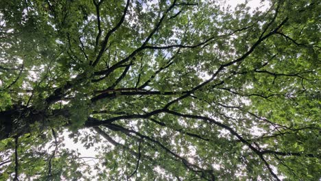 nature background: looking up into green leaf canopy of tall oak tree