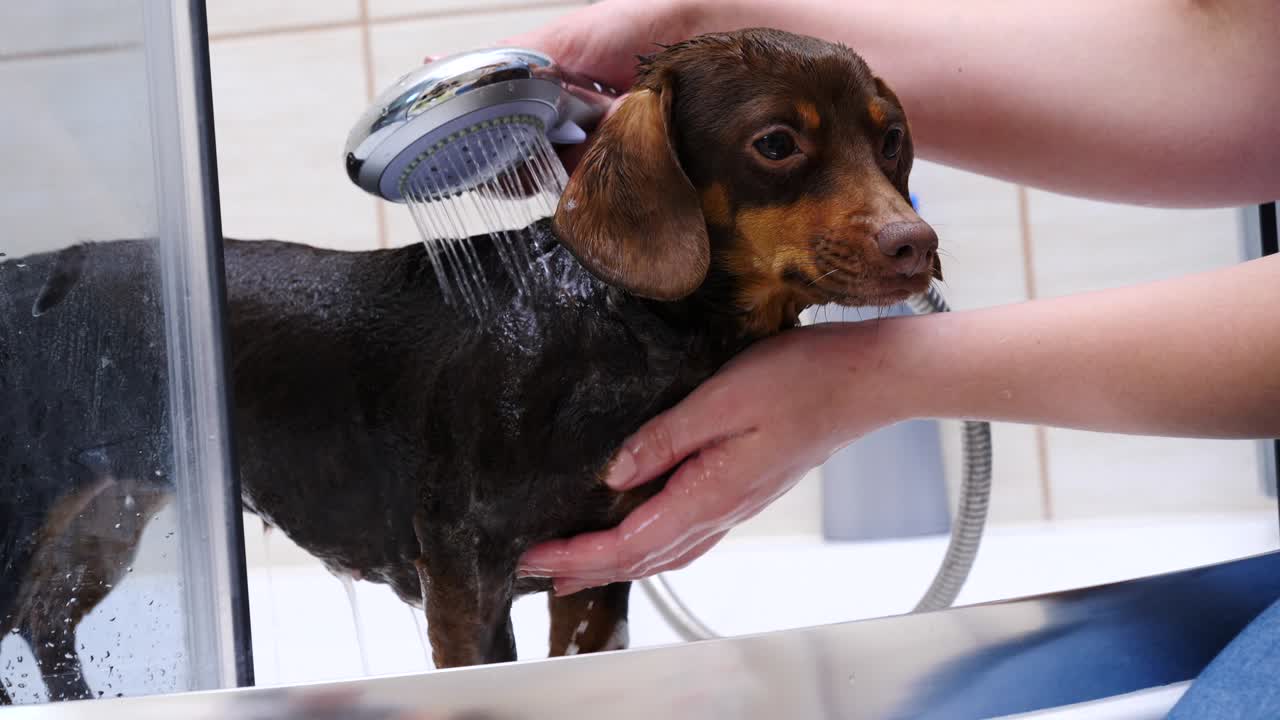 mujer lavando a su pequeño perro en el baño