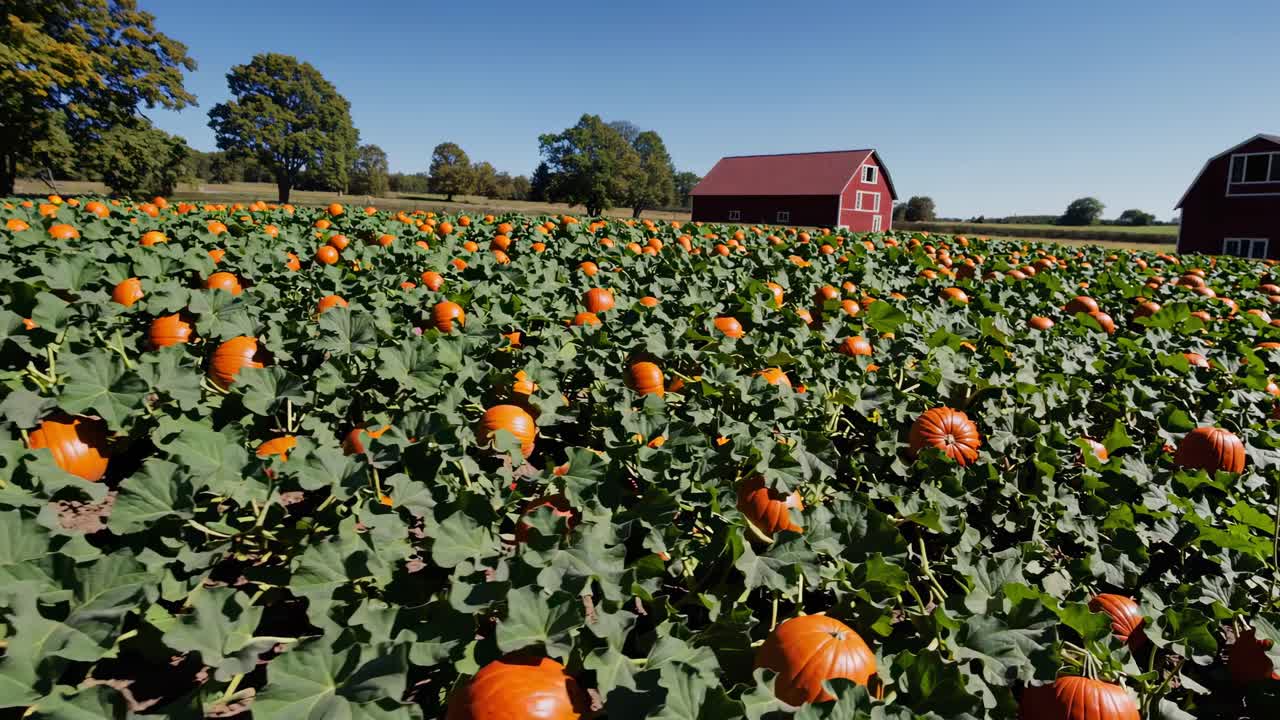 Wide-angle video shot of a pumpkin patch under a clear blue sky, with red barns in the background