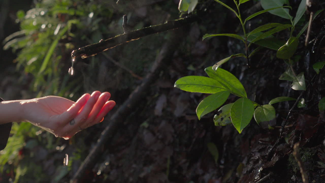 숲의 봄에서 손에 떨어지는 물