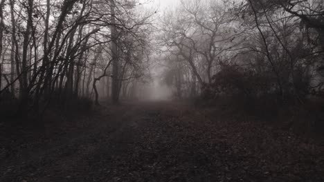 Paisaje-De-Bosque-De-Otoño-Con-Niebla-En-Monocromo