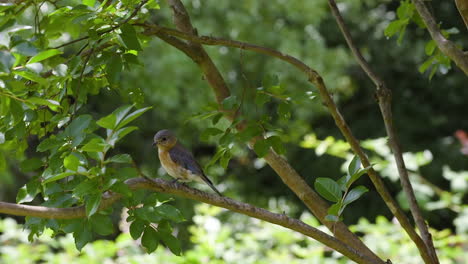 Hembra-De-Pájaro-Azul-Oriental-Sentada-En-Una-Rama-De-árbol-A-Principios-Del-Verano