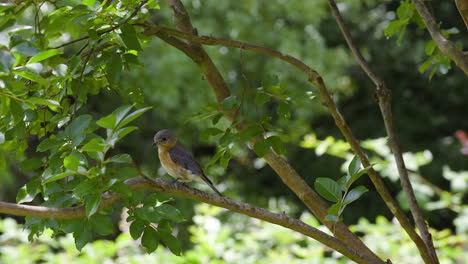hembra de pájaro azul oriental sentada en una rama de árbol a principios del verano
