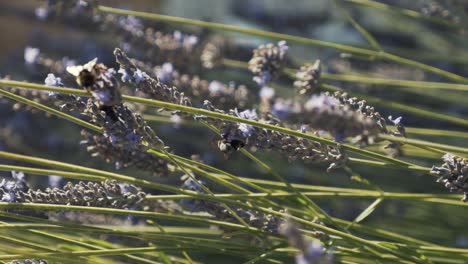 bees on lavender flowers