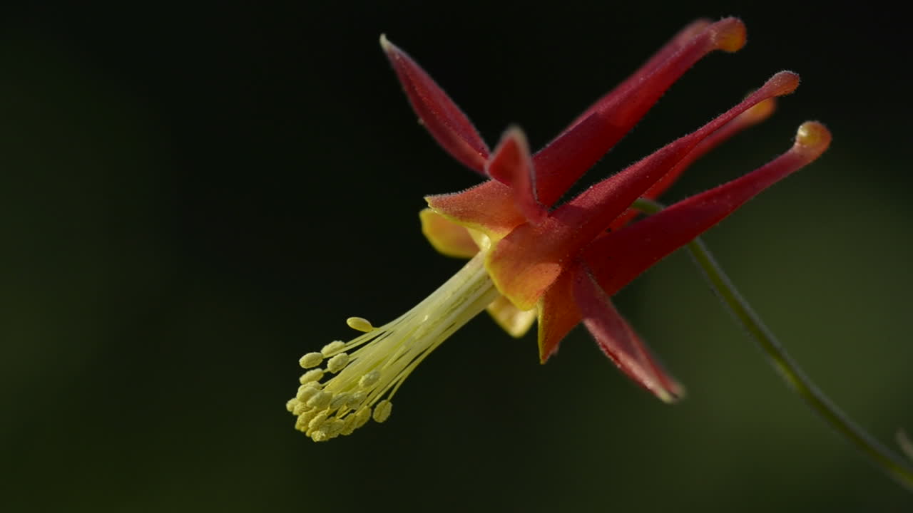 Un'aquilegia in fiore vicino alle Sierra Buttes nella Foresta Nazionale di Tahoe, California.
