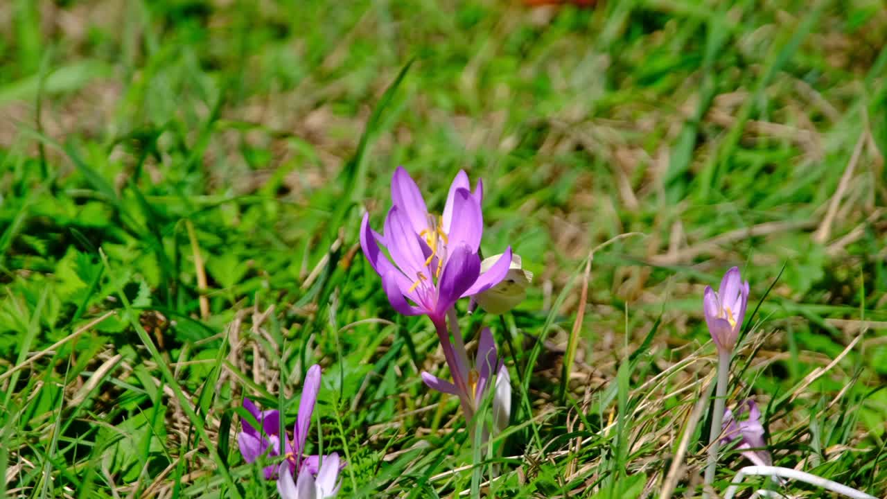 vista de cerca de la mariposa blanca y la abeja recogiendo polen en una flor morada parada en un prado verde en un día soleado