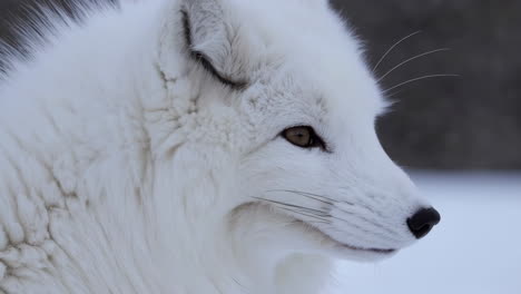 close-up of an arctic fox in winter