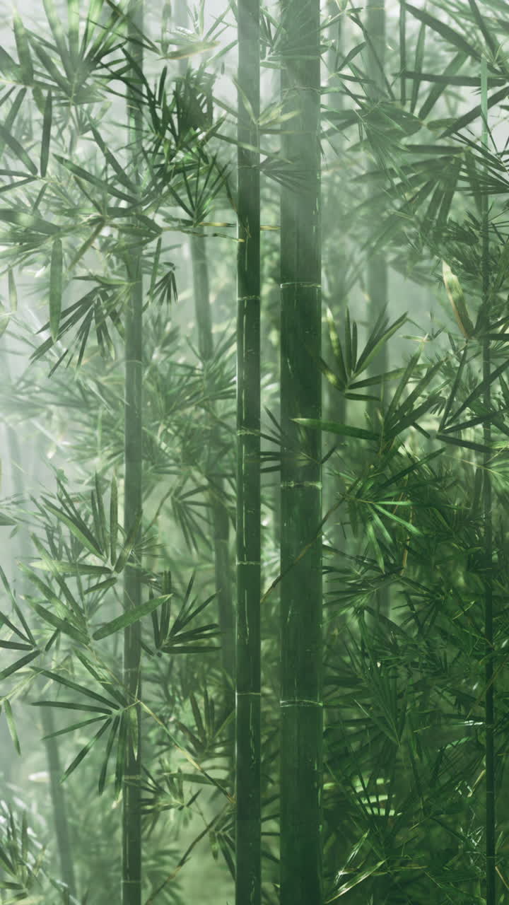 tranquilo bosque de bambú en la niebla