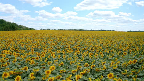 sunflower plantation. big field of yellow flowers under blue sky in farmland. drone flying over beautiful sunflowers in summer.