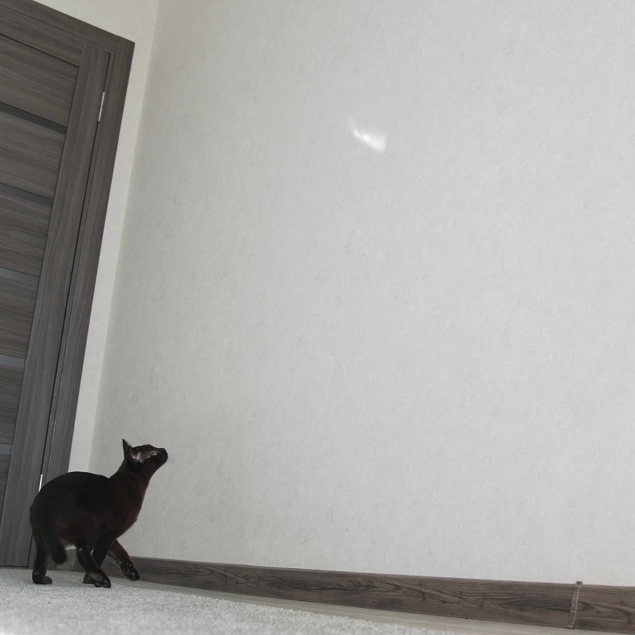 Funny burmese cat jumping and playing. Brown burmese cat