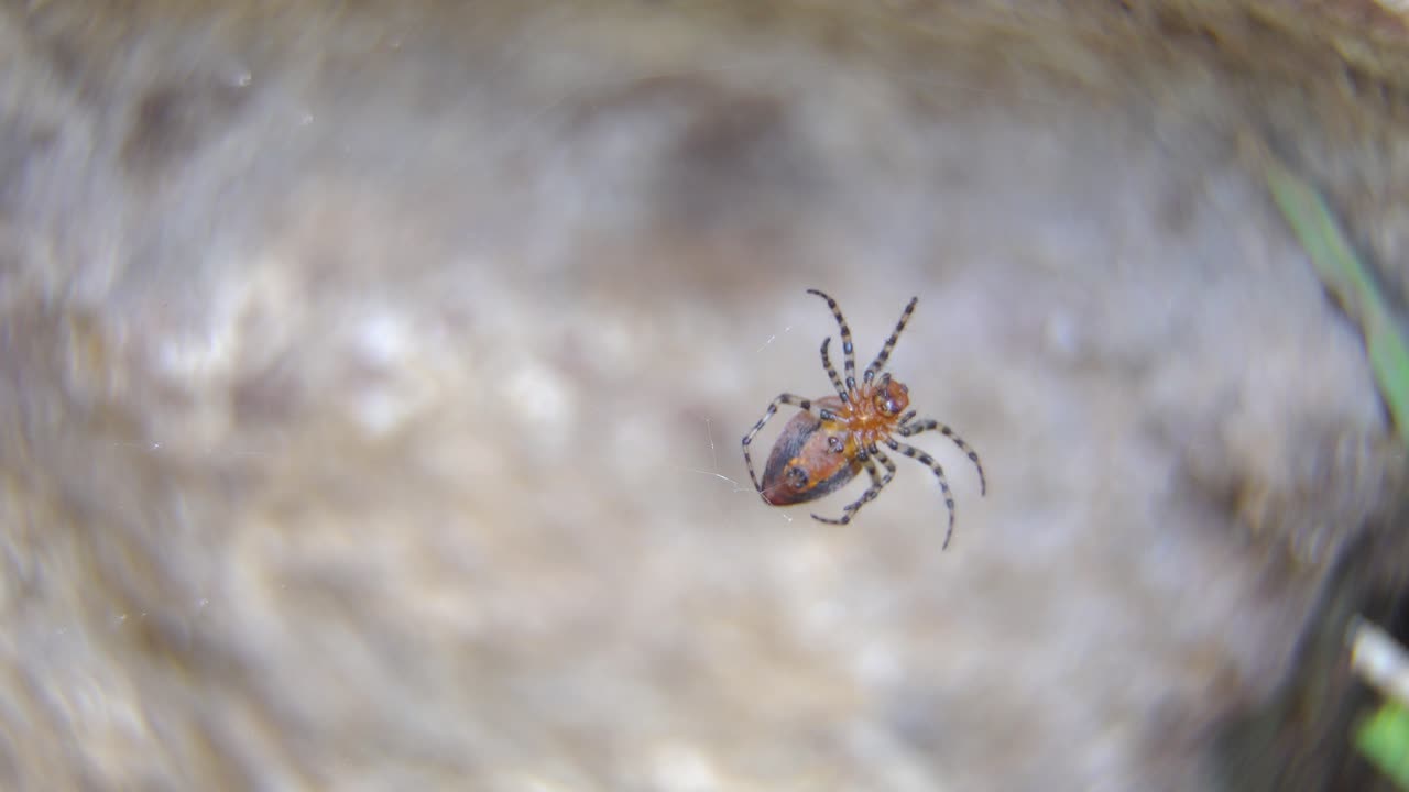 Detailed close-up of a red weaver spider working on her web.