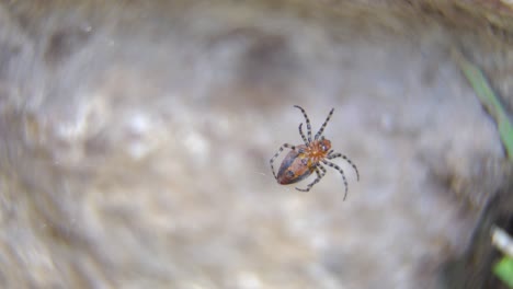 detailed close-up of a red weaver spider working on her web.