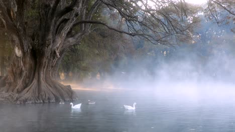 un apacible escenario del lago camécuaro y sus enormes árboles donde los patos nadan durante la madrugada en la neblina