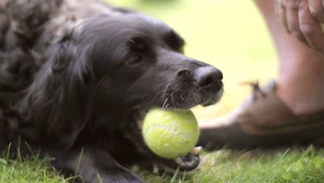 perro masticando pelota de tenis