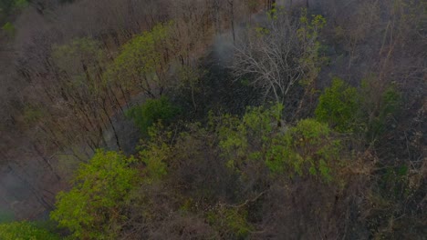 bushfire three