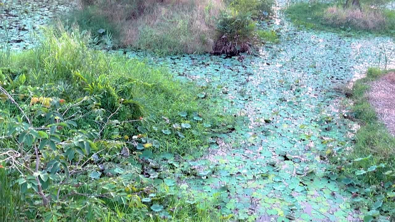 City Park with Sunset and Pond