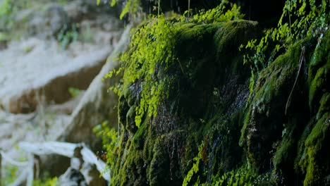 Inclinándose-Hacia-Arriba-Para-Ver-Crecer-La-Vegetación-Dentro-De-Una-Gruta