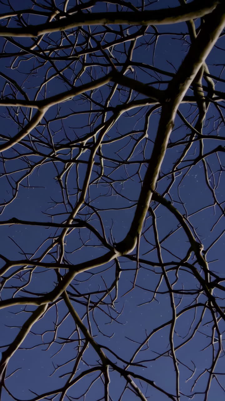 Bare Tree Branches Against a Starry Night Sky