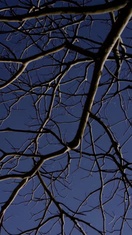bare tree branches against a starry night sky