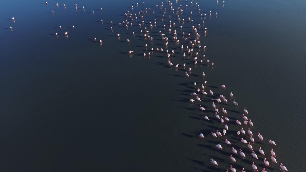 Flamingos gather on water during daylight in a natural habitat