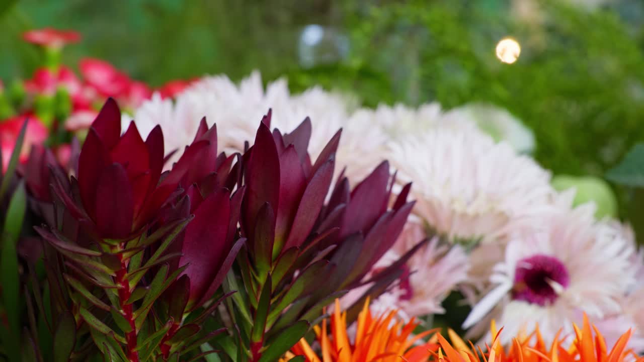 A vivid right-to-left dolly shot glides across a complex floral arrangement, contrasting the dark red Protea foliage with bright White Gerbera Daisies and sharp orange accents