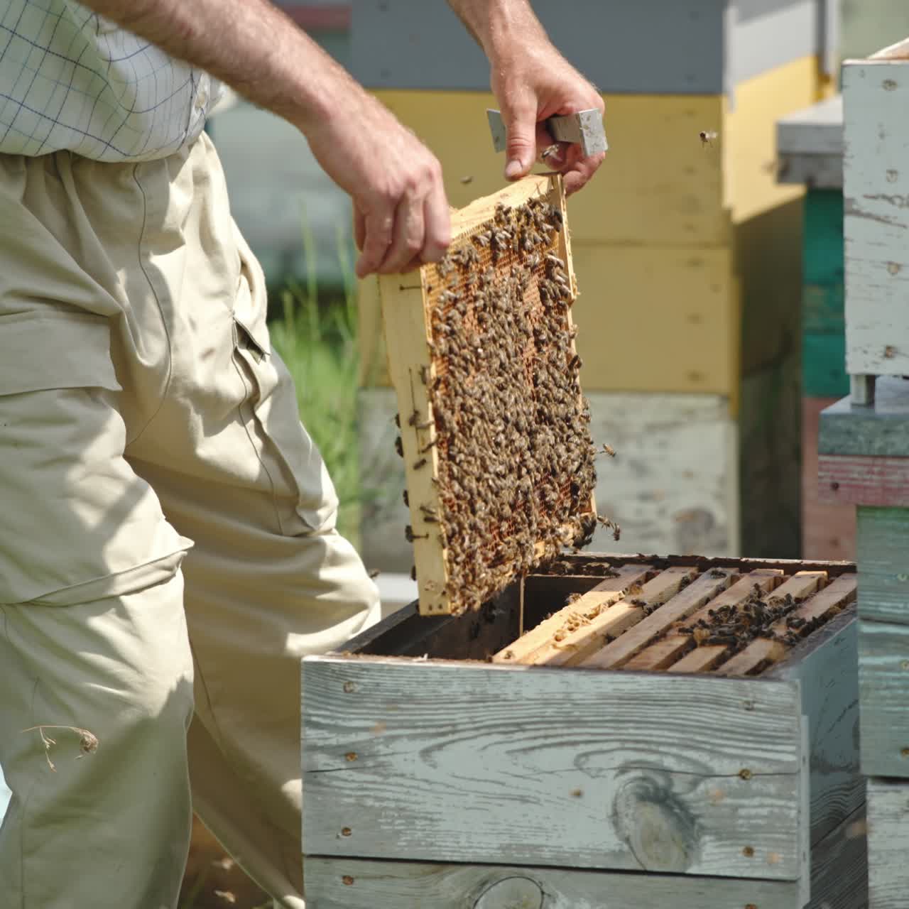 Apiarist separates frames from each other in the hive with a special tool. Farmer looks at the frame coated with bees. Bee farm backdrop