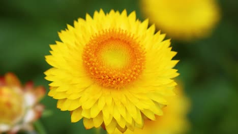 close-up of a vibrant yellow daisy flower