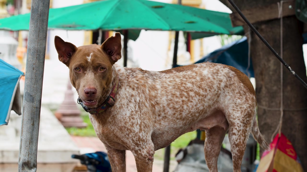 Um cachorro malhado marrom e branco está alerta em um mercado ao ar livre na Tailândia.