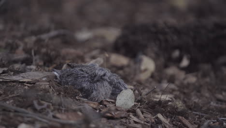 Dos-Polluelos-De-Paloma-De-Luto-Asustados-Se-Sientan-Y-Barajan-En-El-Suelo