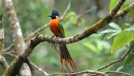 colorful bird with long tail feathers perched on branch