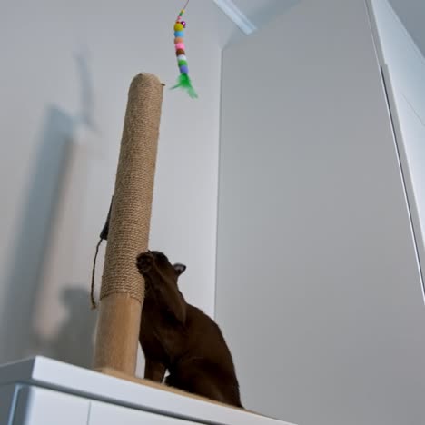 small kitten plays with toy. cat climbs up to catch a toy. healthy young pedigree pet. lovely chocolate kitten. view from below