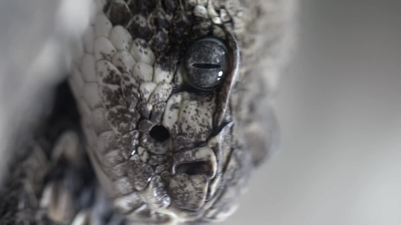 Close-up of a snake's head