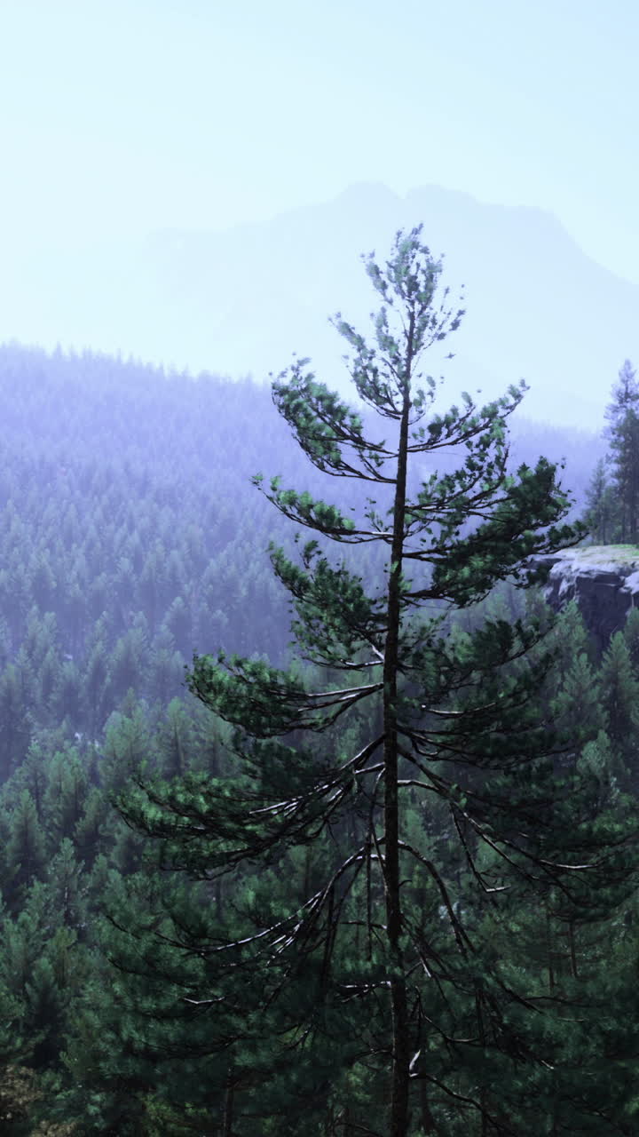 Majestic view over tranquil forest valley under bright sky