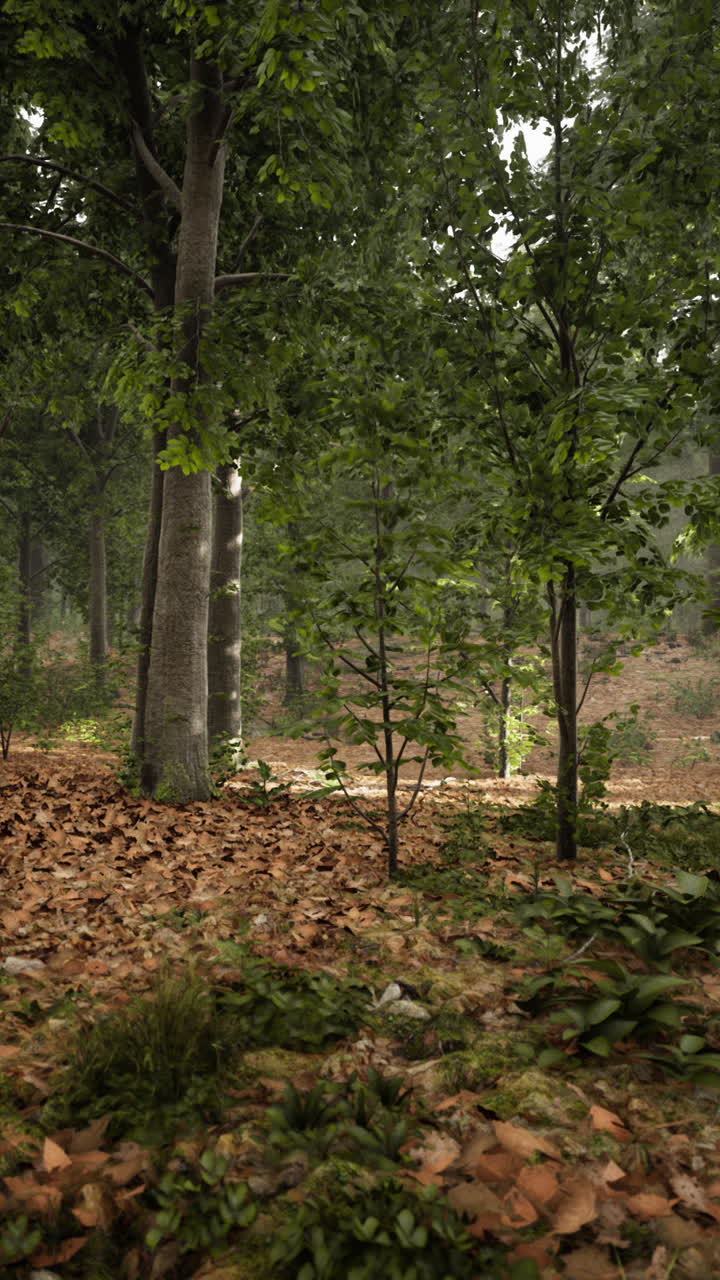árboles del bosque naturaleza madera verde vista de la luz del sol
