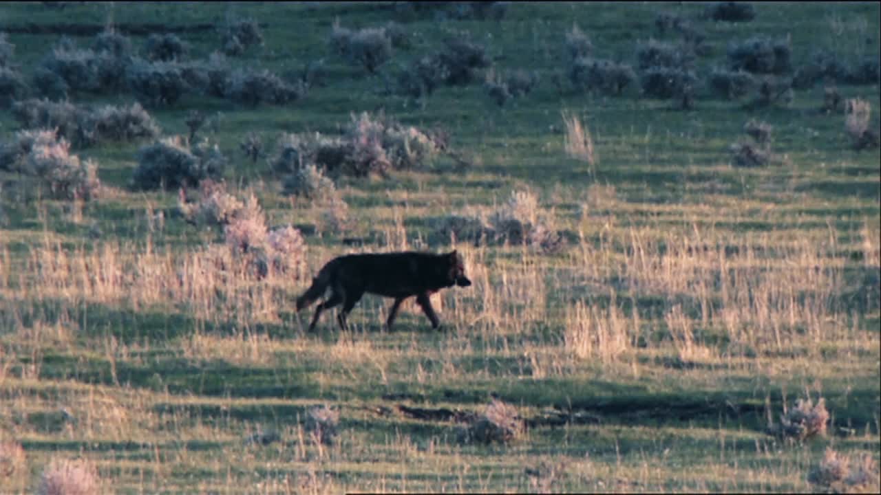 graue wölfe (canis lupus) im yellowstone nationalpark, die in einem feld herumlaufen, b roll