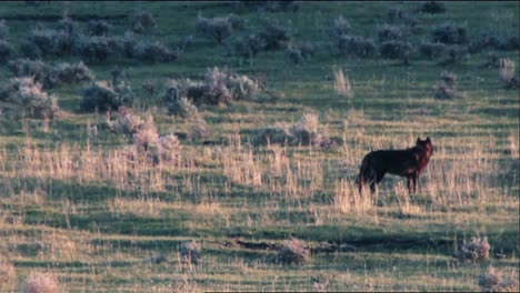 graue wölfe (canis lupus) im yellowstone nationalpark, die in einem feld herumlaufen, b roll