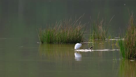 Little-Egret,-Egretta-garzetta,-Thailand