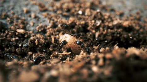 macro view of ants carrying a worm back to the colony