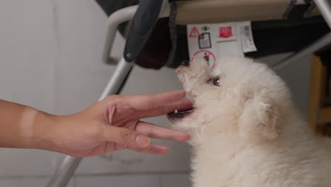 Toy-poodle-playing-fangs-with-its-owner-in-slow-motion