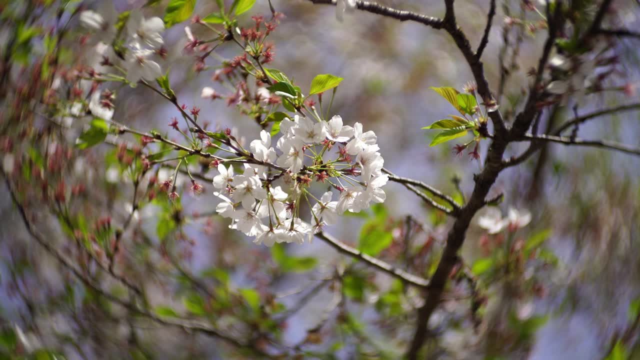 Fiori di ciliegio con lente Petzval