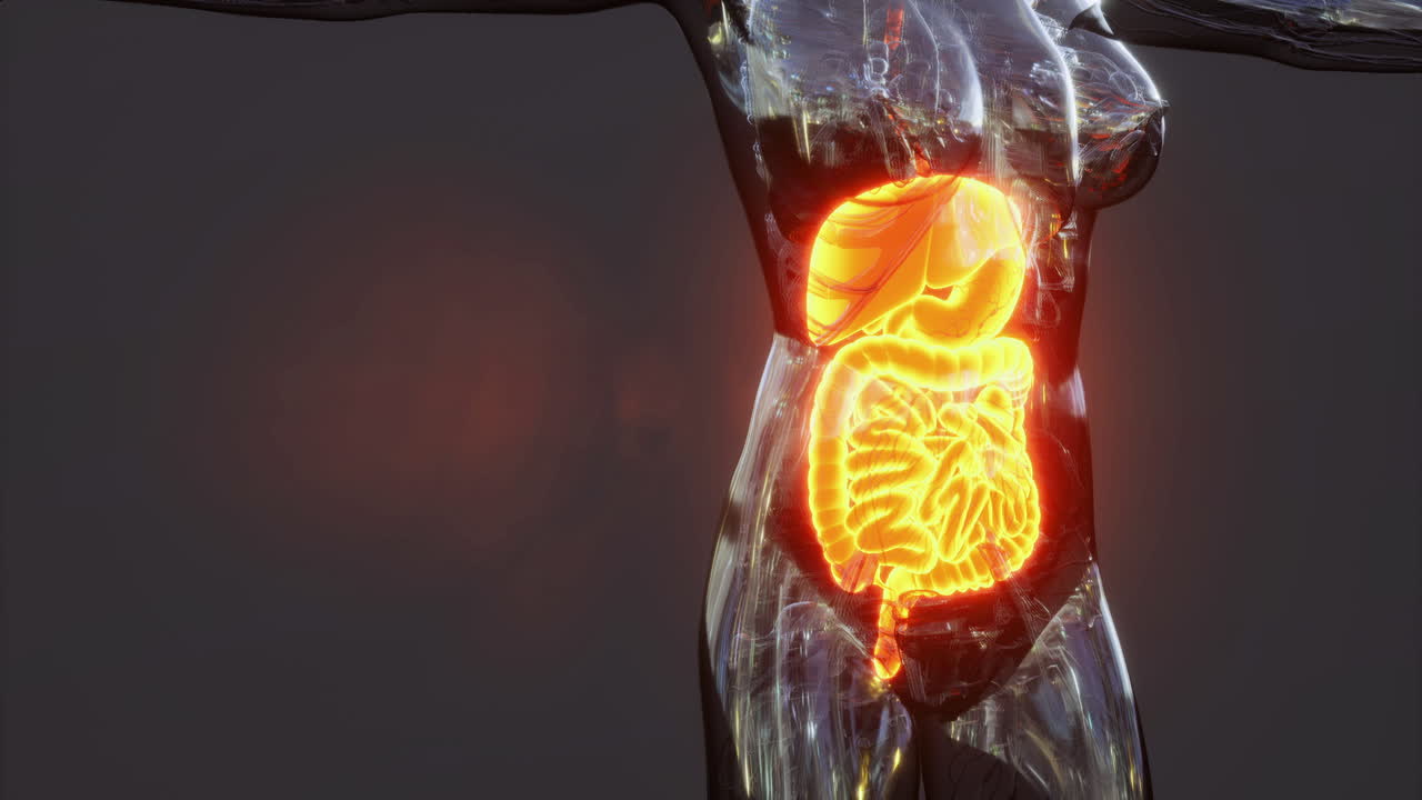 Visual representation of the human digestive system anatomy in detail