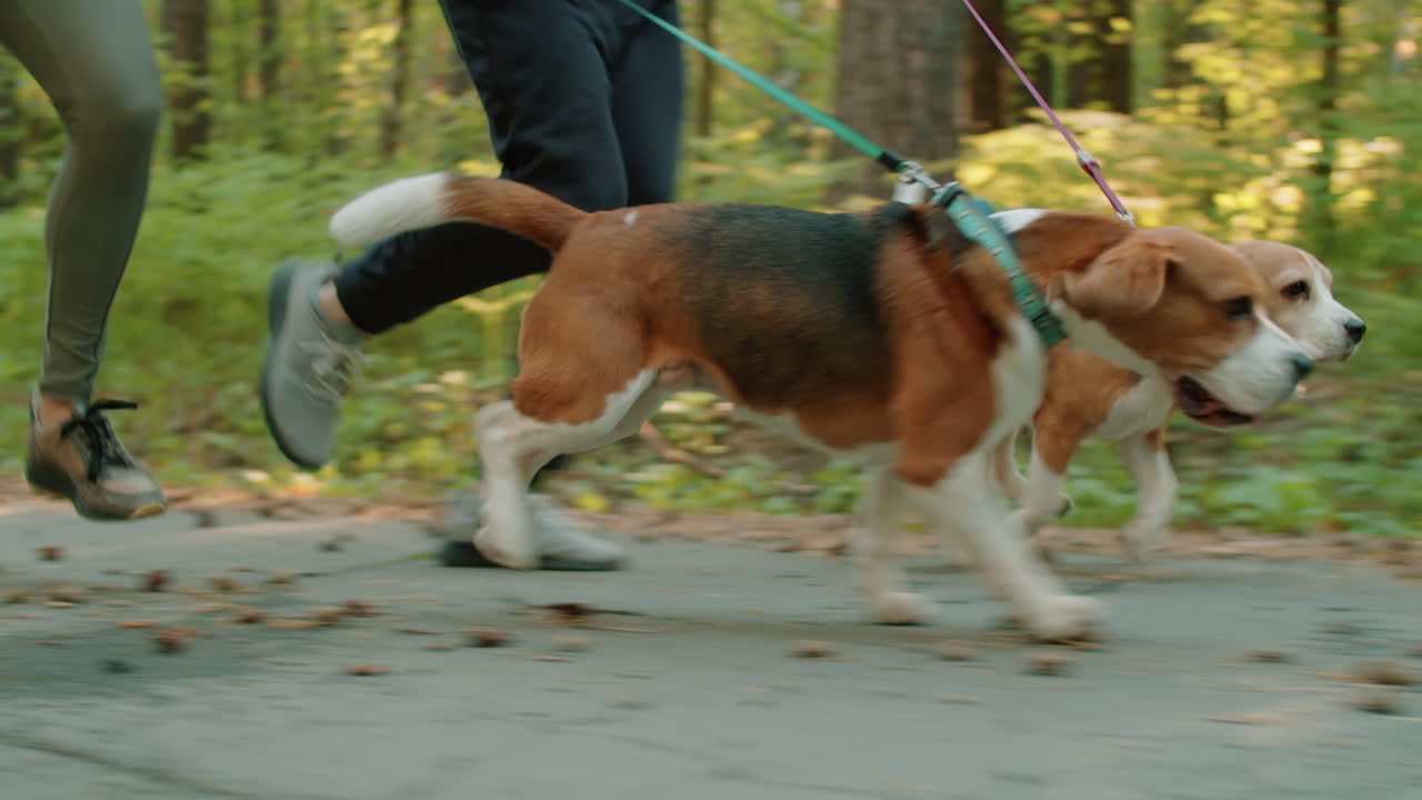 숲 공원 에서 사람 과 함께 고 있는 두 마리 의 비글