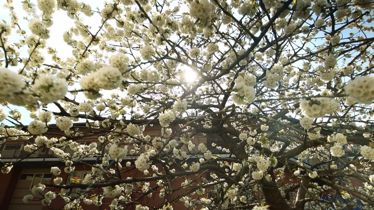 Chery blossom White Summer Tree Sun Sunset – 4K Ultra HD UHD