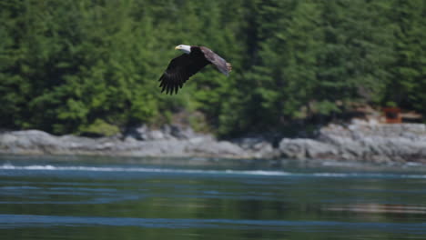 Ein-Adler-Fliegt-In-British-Columbia,-Kanada,-über-Den-Ozean-Und-Sucht-Nach-Fischen