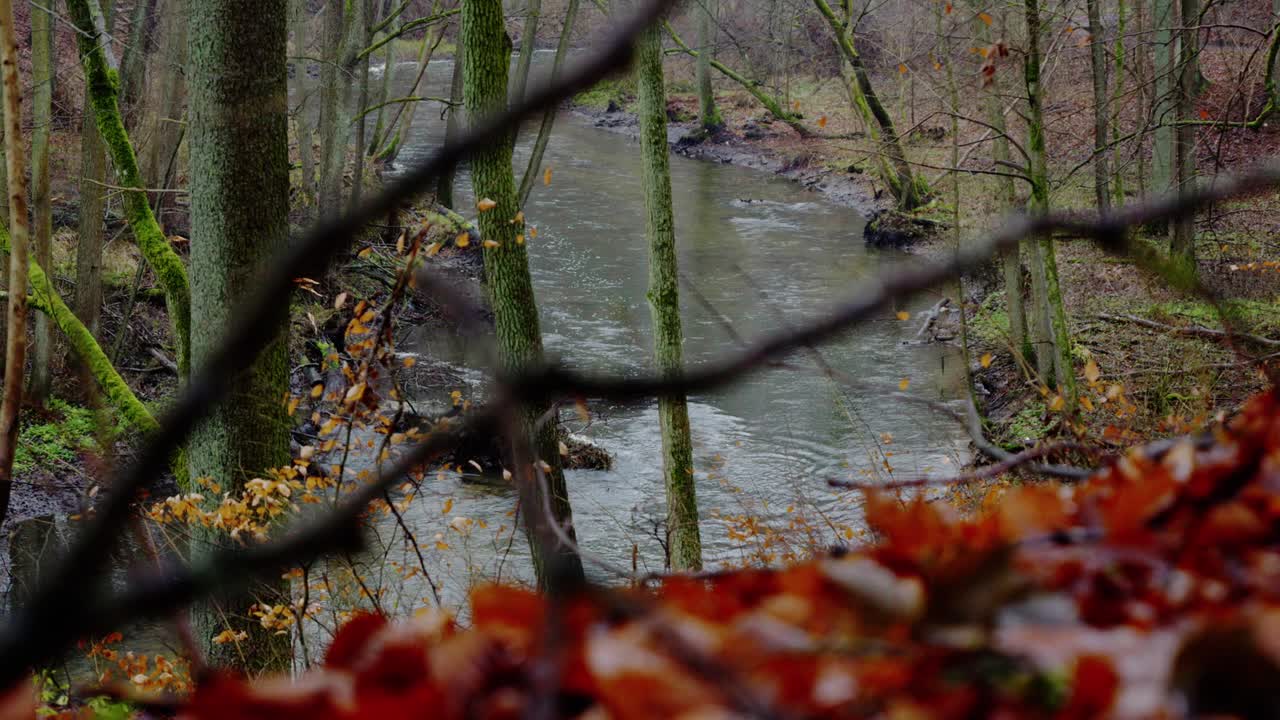 vista desde detrás de los arbustos de un río en el bosque. un sombrío día de otoño, con hojas podridas y ramas caídas en la orilla
