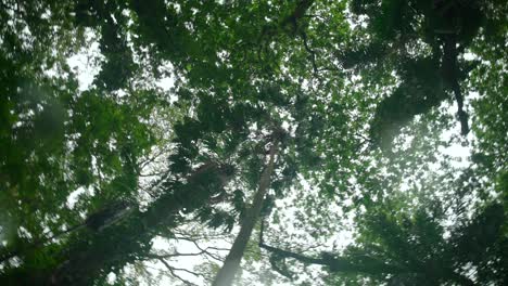 video of incredible plants from a botanical garden in victoria on mahe island in seychelles